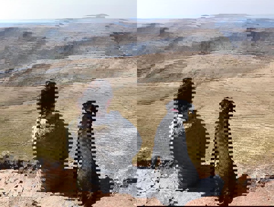 Nikki Owen Bumblebee